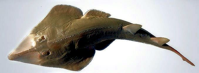 Rhinobatos (Rhinobatos) rhinobatos _05.jpg